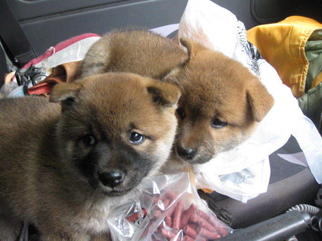 アイガモくんと忠犬くん その２ 茶房画廊 康