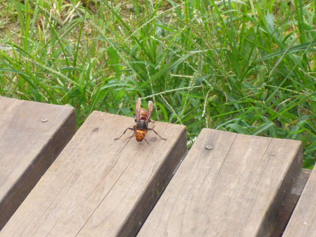 P1110011