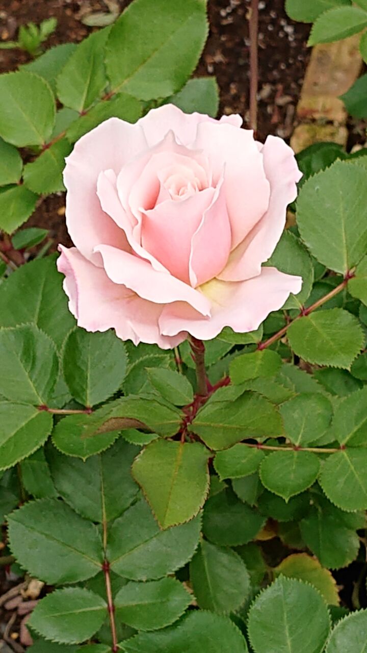 今日のバラ ダフネ Gallery Rose バラとお庭と私の毎日