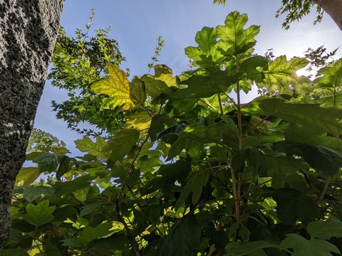 PXL_20220527_230222503