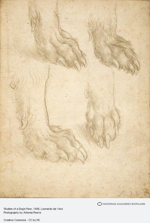 犬の足の習作 ダ・ヴィンチ