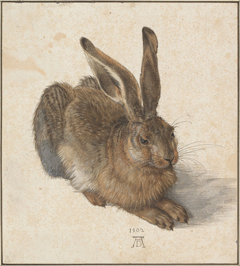 Albrecht_Dürer_-野兎