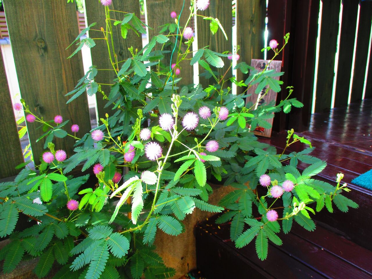 Gallerykirittaiのblog 今朝のオジギソウの花は103輪