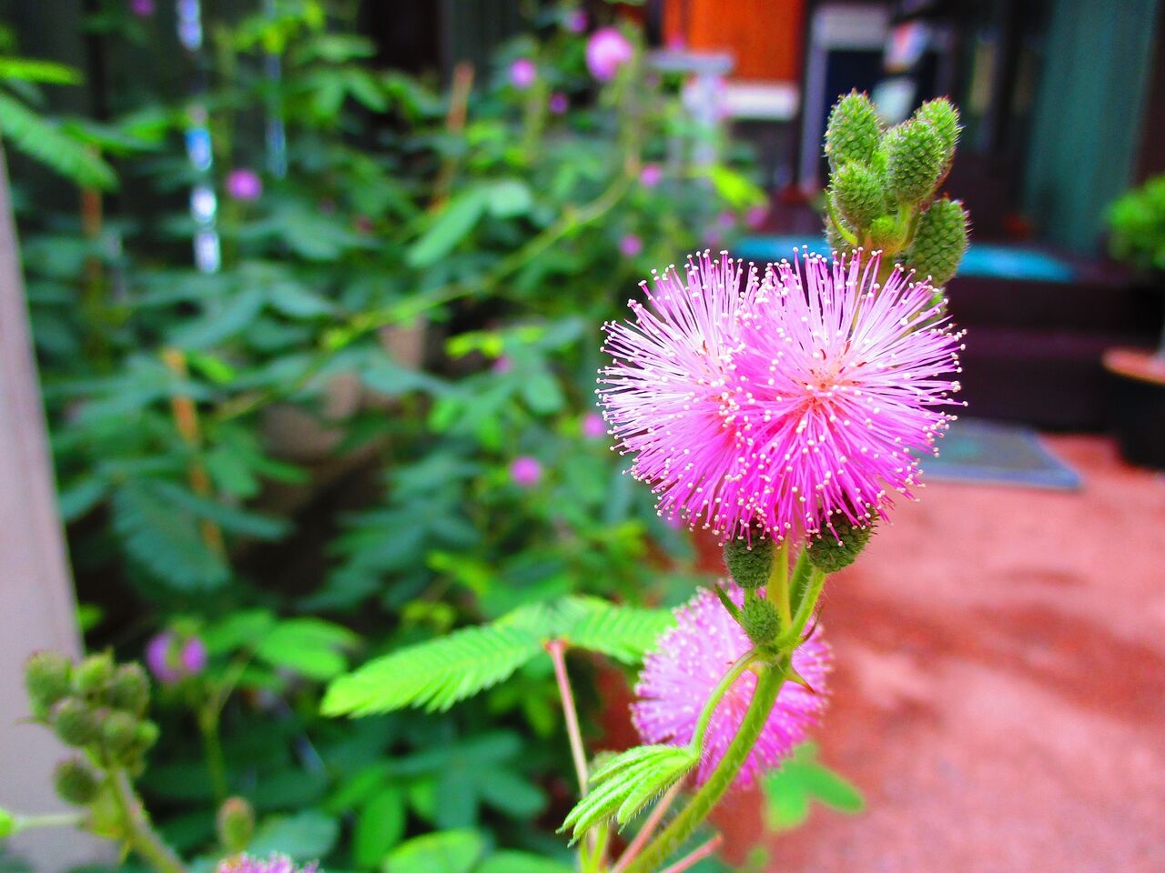 Gallerykirittaiのblog 今朝のオジギソウの花は６５輪です