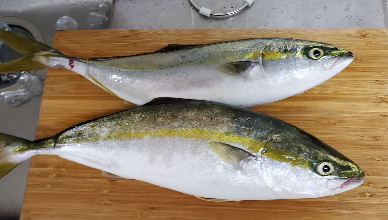 岡山で青物 その他釣果もアップ Qとdxの釣り歩きログ 岡山で青物 その他釣果もアップ Qとdxの釣り歩きログ