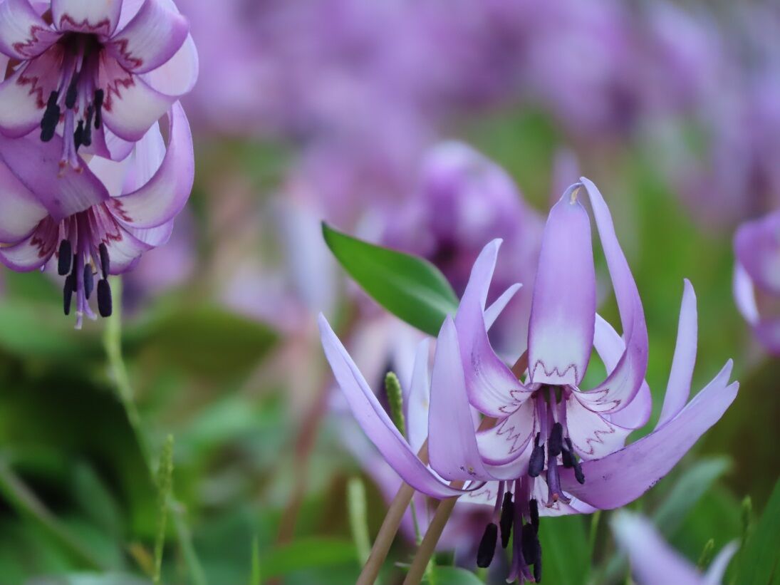 かたくり山 がまりよ