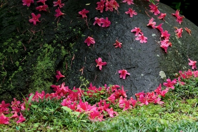 散ったつつじの花pakutaso