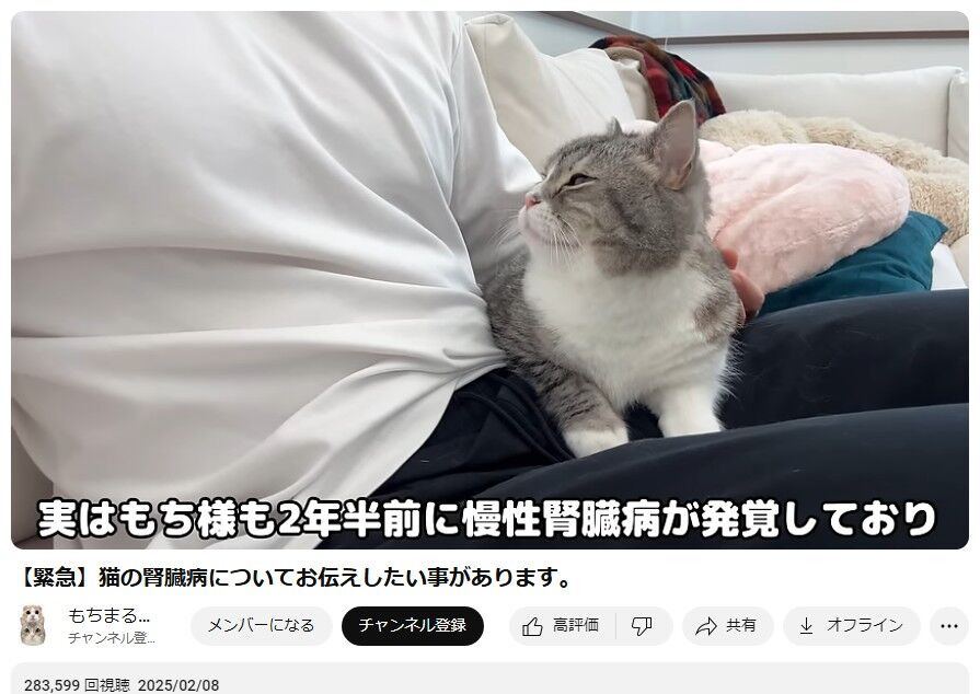 【猫】もちまる腎臓病を報告…5歳だろ早すぎないか？