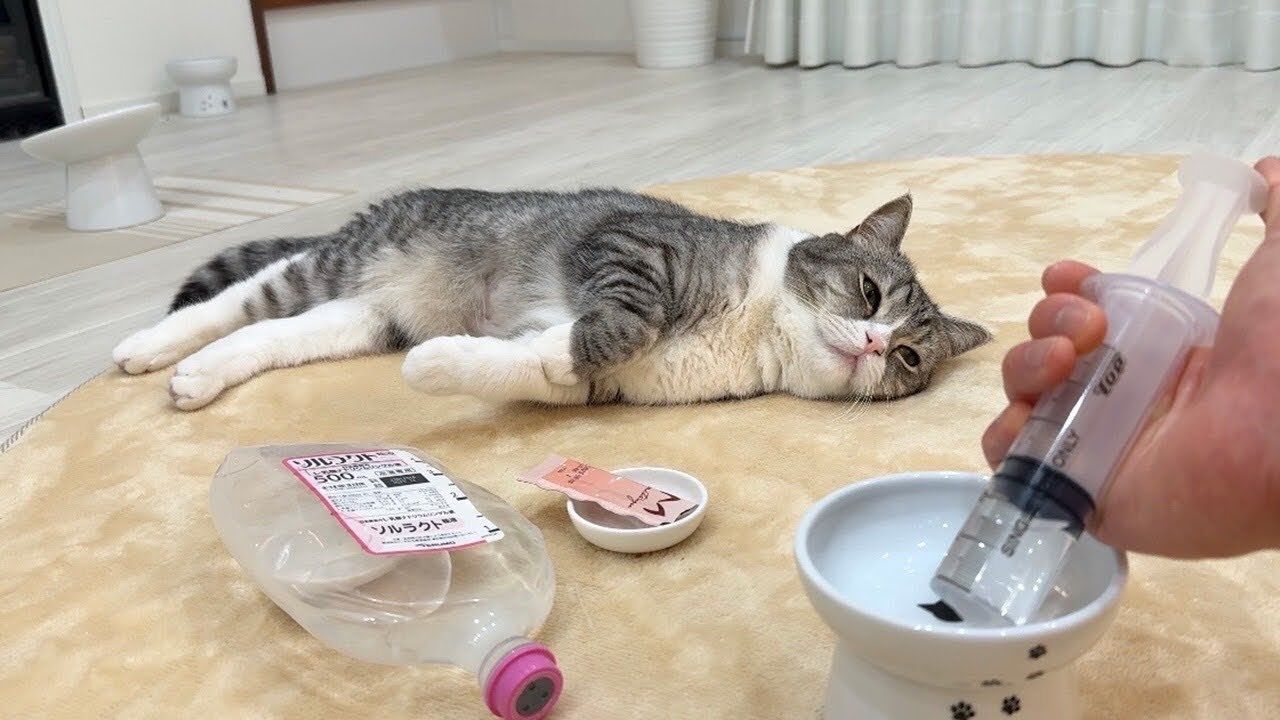 【腎臓病】もちまる日記「病気で130万円かかります」高額スパチャGET！！