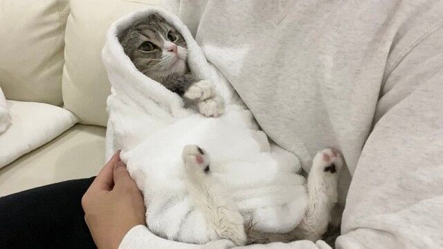 【朗報】もちまるの飼い主、偶然にも保護猫をGET「感動の声多数」なお、もちまるは重度の腎臓病...