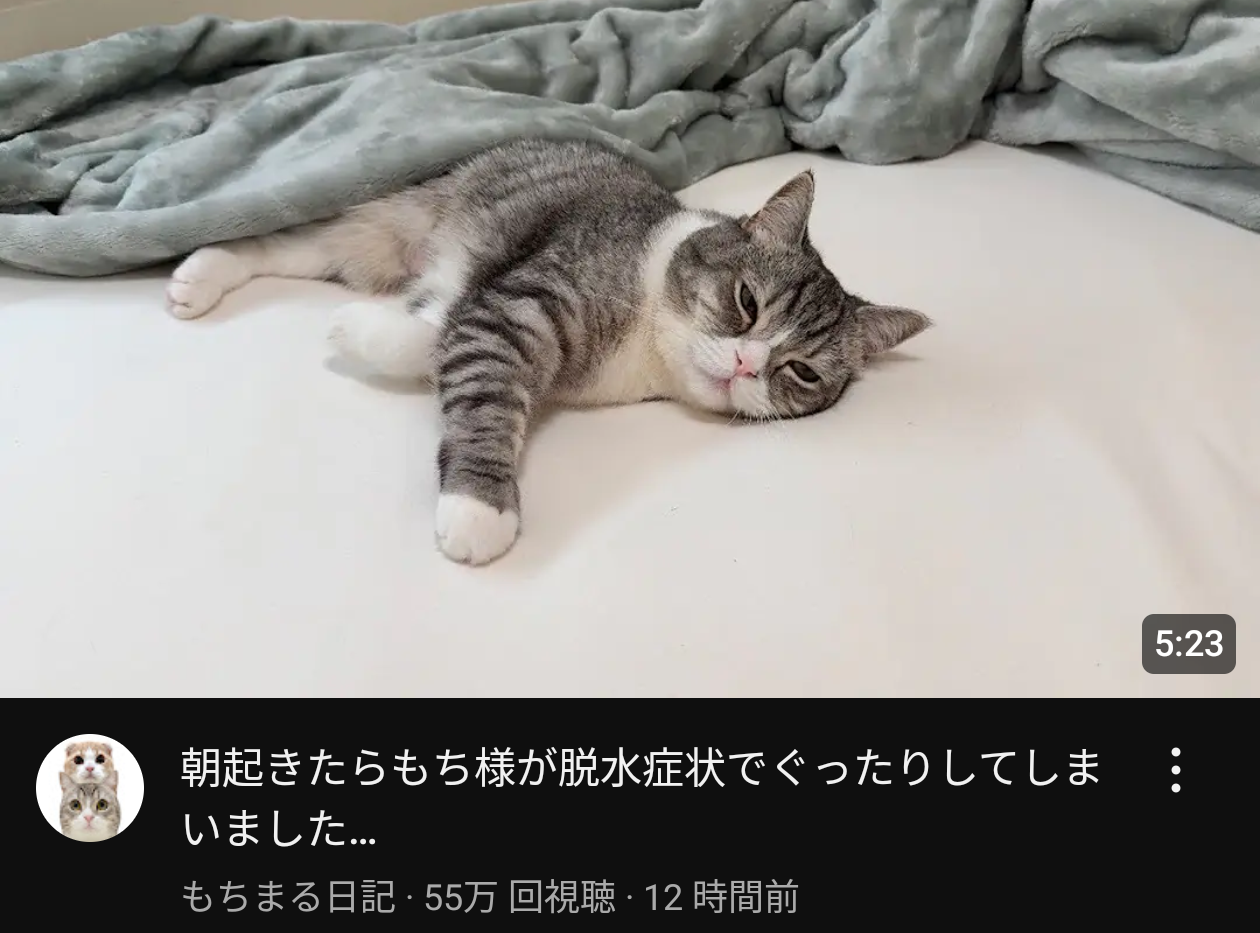 【もち様】もちまる日記、死にかけ猫で最後の稼ぎか？スペアの準備はOKか？