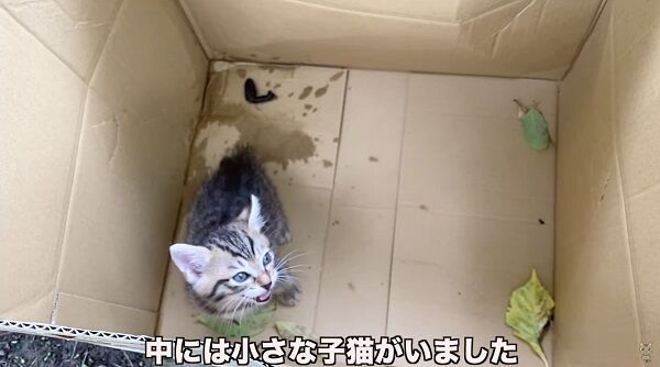 【見つからん】なんG民、保護猫系YouTuberになるも…