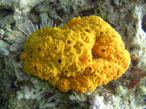sea sponge