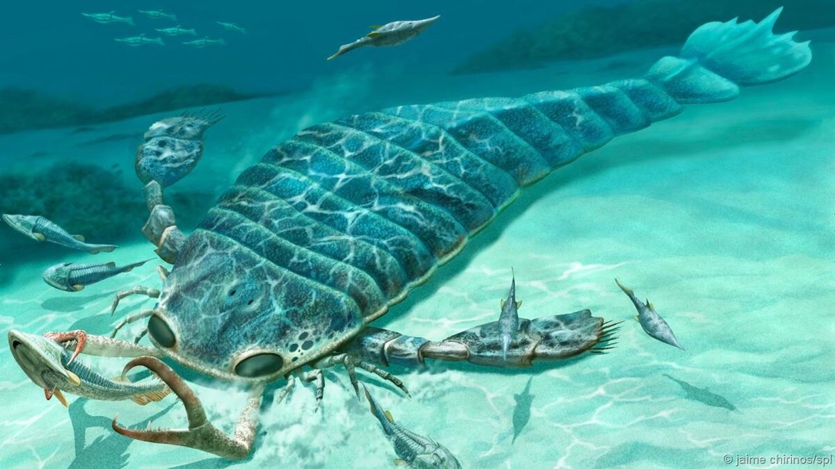 画像 3億年前の海を支配していた魚怖すぎて草 徒然雑記帳 画像 3億年前の海を支配していた魚怖すぎて草 徒然雑記帳