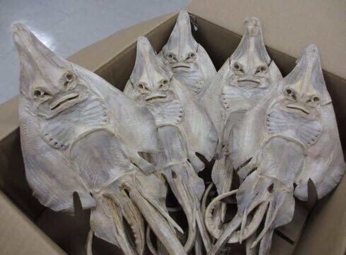 画像 3億年前の海を支配していた魚怖すぎて草 徒然雑記帳 画像 3億年前の海を支配していた魚怖すぎて草 徒然雑記帳