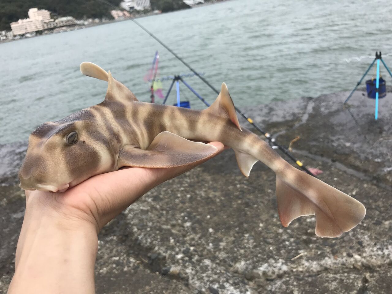 生きたネコザメさん スーパーで300円で販売中 徒然雑記帳