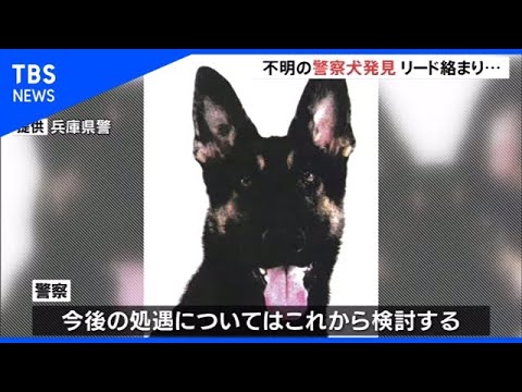 捜査中に行方不明になった警察犬クレバ号 行方不明になった老女を45分で発見で感謝状 徒然雑記帳