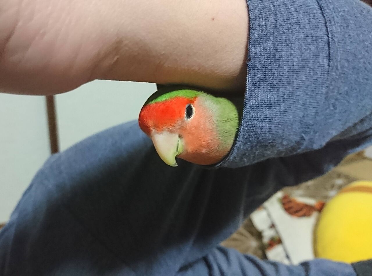 生き物 ペットから野生化したインコ 関東中心にじわじわ増加 30年で2倍に 徒然雑記帳 生き物 ペットから野生化したインコ 関東中心にじわじわ増加 30年で2倍に 徒然雑記帳