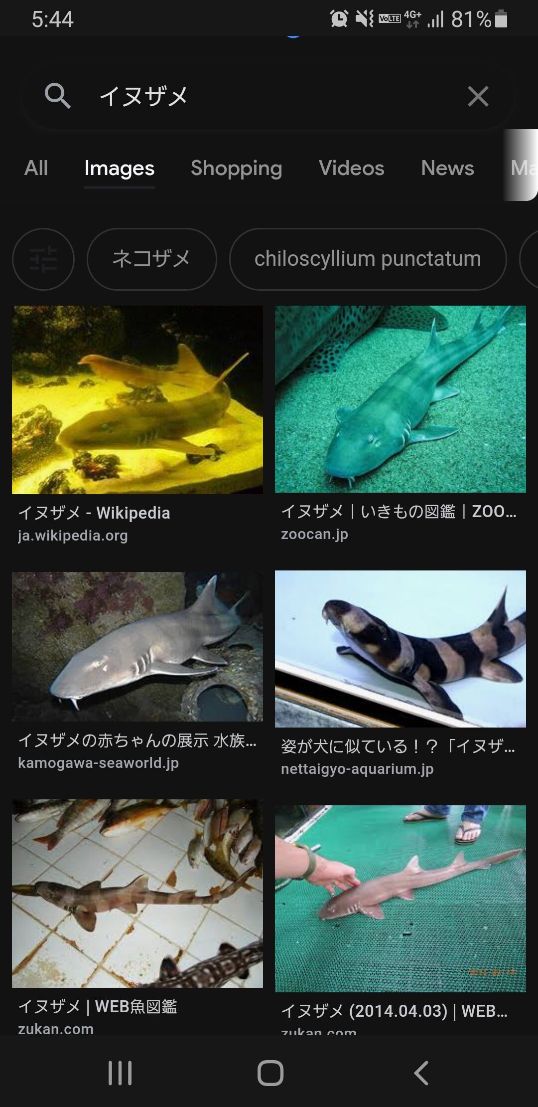 生きたネコザメさん スーパーで300円で販売中 徒然雑記帳