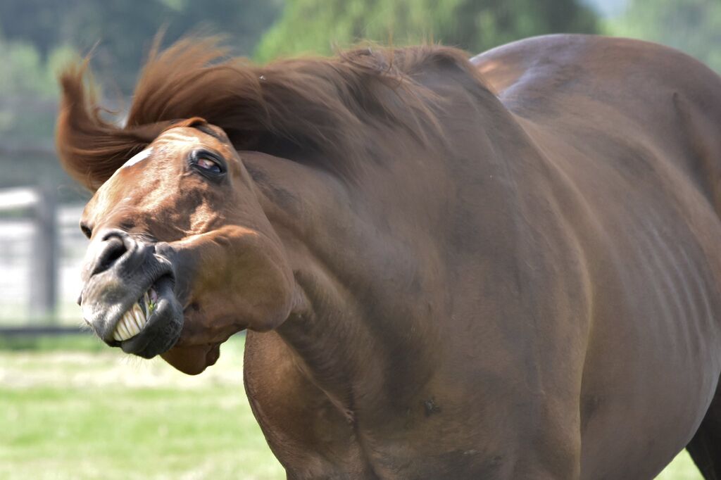 ウマ娘 レースに出しまくったら 何事にも限度があります ってキレだして怖かったわ ウマ娘攻略まとめステイヤー ウマ娘 レースに出しまくったら 何事にも限度があります ってキレだして怖かったわ ウマ娘攻略まとめステイヤー