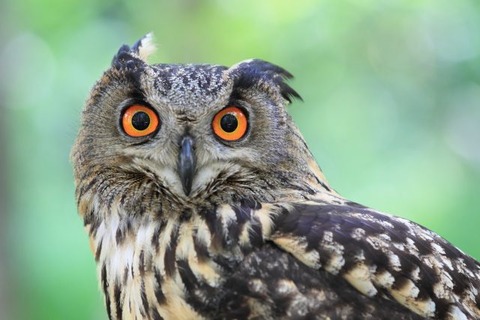 owl0322-640x427