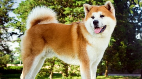 img_akita_kind-dog_kv-710x398