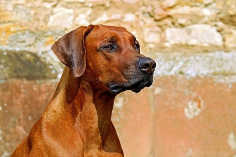 rhodesian-ridgeback-gd56b2488f_640