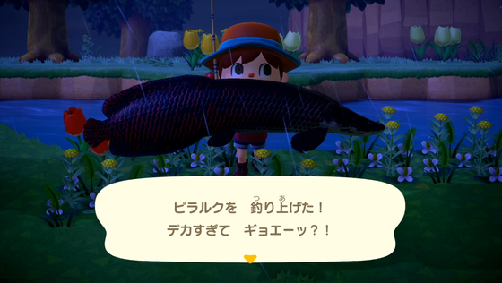 ピラルク_01