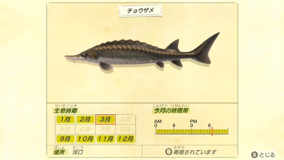 チョウザメ