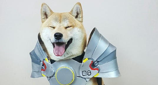 ラインハルト犬