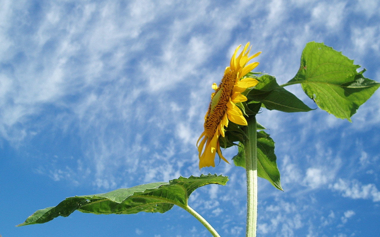 夏を感じる風景とか景色とか風物詩とか 画像でござる