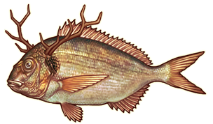 image007