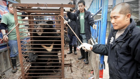 002-bear-bile-china