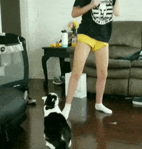 猫が双頭の蛇を咥えて帰ってきた 猫 はい プレゼントだよ ファンサマリィ