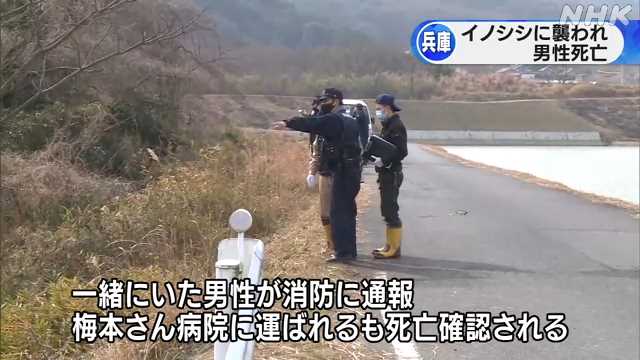 イノシシに襲われ男性死亡 体当たりされそのまま100m引きずられ用水路に落とされる どっちも命がけ ファンサマリィ