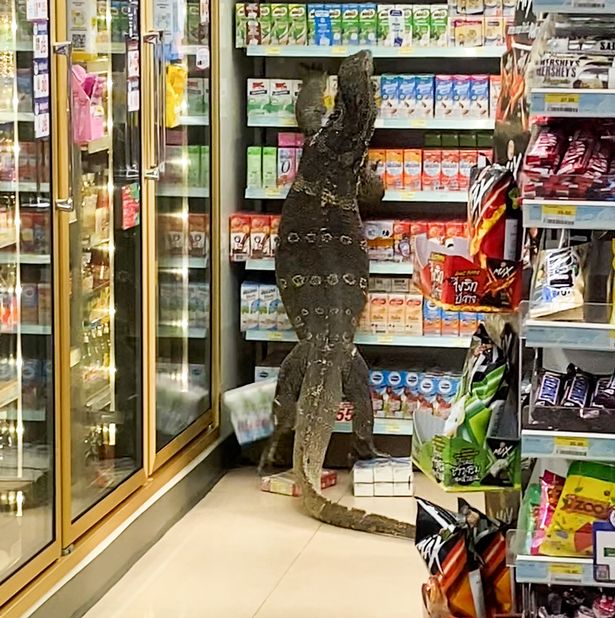 セブンイレブンに行ったらトカゲがいた 田舎のコンビニには珍客が多いらしいｗ ファンサマリィ