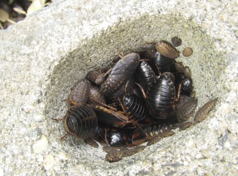 画像 南米原産ゴキブリ アルゼンチンモリゴキブリ 千葉県の野外で確認 繁殖容易 新たな害虫となる恐れ ファンサマリィ 画像 南米原産ゴキブリ アルゼンチンモリゴキブリ 千葉県の野外で確認 繁殖容易 新たな害虫となる恐れ ファンサマリィ