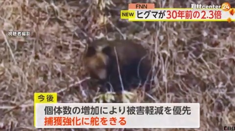 北海道のヒグマが30年前の2.3倍に　2022年末の時点で1万2175頭　捕獲の強化に乗り出す