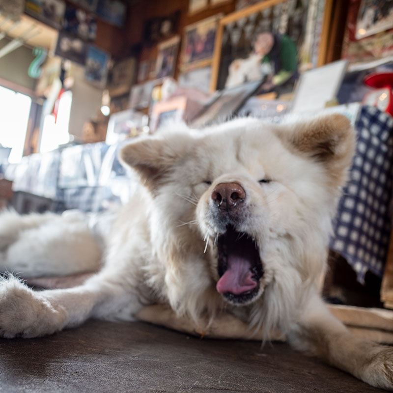 訃報 ブサカワ秋田犬 わさお がお亡くなりになりました 黙祷 ファンサマリィ 訃報 ブサカワ秋田犬 わさお がお亡くなりになりました 黙祷 ファンサマリィ