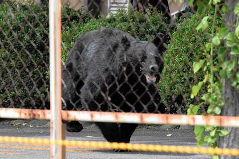 shinbun_bear
