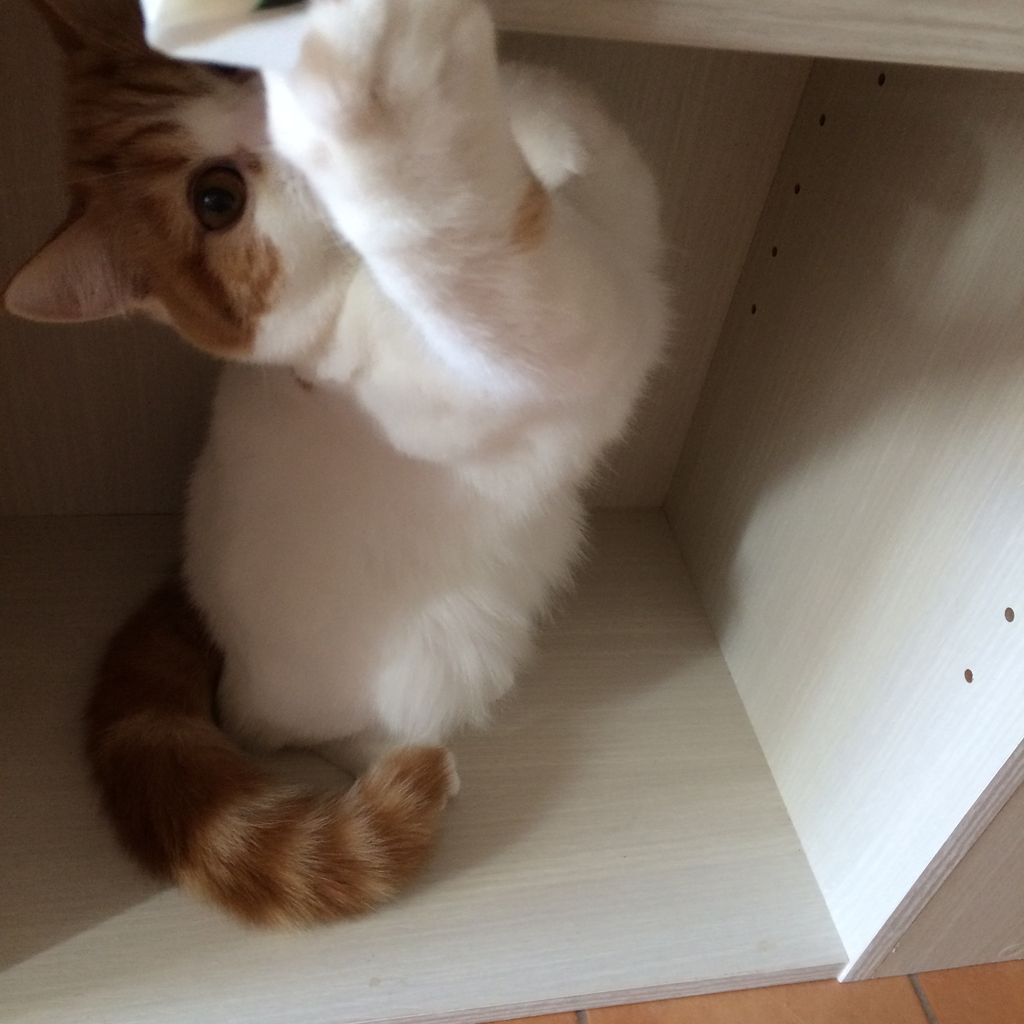猫の爪とぎ 壁の爪とぎ防止対策 ミミちゃんの台所日記