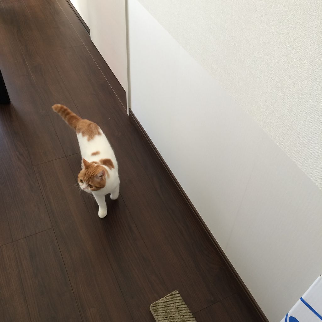 猫の爪とぎ 壁の爪とぎ防止対策 ミミちゃんの台所日記