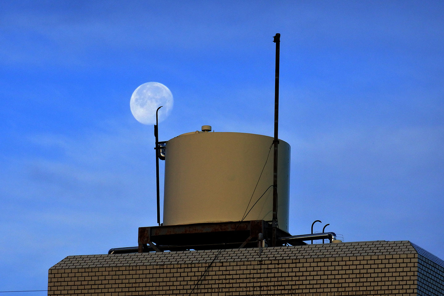 日溜りの眠り猫