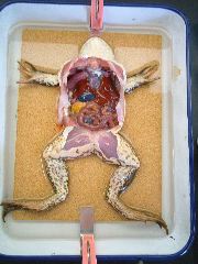 ガンジス川のほとり ガンジーblog カエルの解剖 ガンジス川のほとり ガンジーblog カエルの解剖