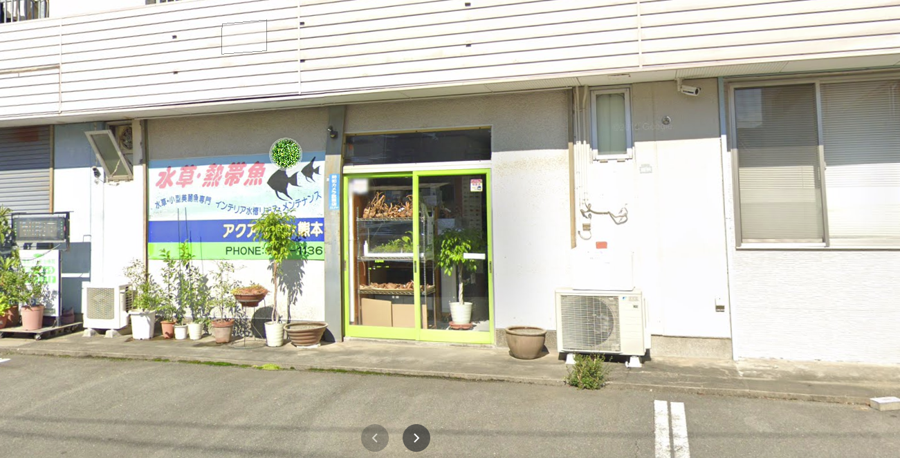 熊本市でおすすめの熱帯魚 アクアショップ5選 がねしのアクア 熊本市でおすすめの熱帯魚 アクアショップ5選 がねしのアクア