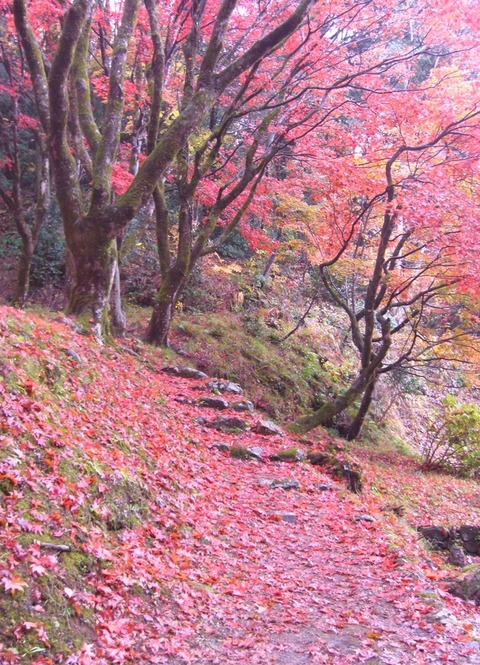 鶏足寺2