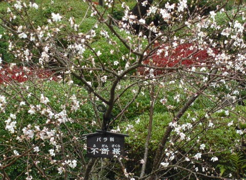 不断桜