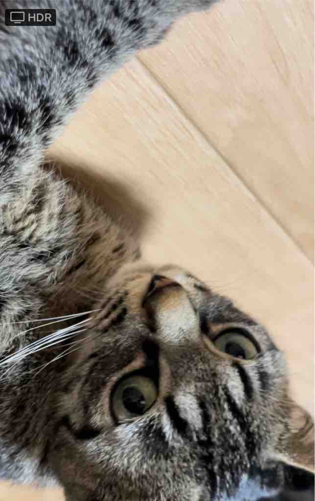 ブラウンマッカレルタビー Hot Lips ブラウンマッカレルタビー Hot Lips