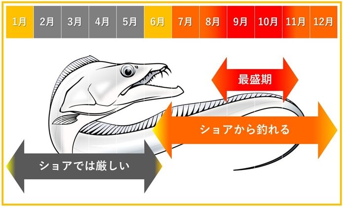 太刀魚シーズン メジナ30cmオーバー 子連れメジナ師 太刀魚シーズン メジナ30cmオーバー 子連れメジナ師