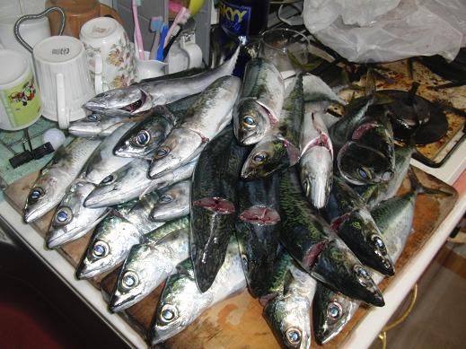 福浦岸壁北側サバ爆釣デー メジナ30ｃｍオーバー 子連れメジナ師